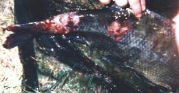 damaged bream