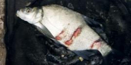 damaged bream