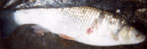 damaged bream